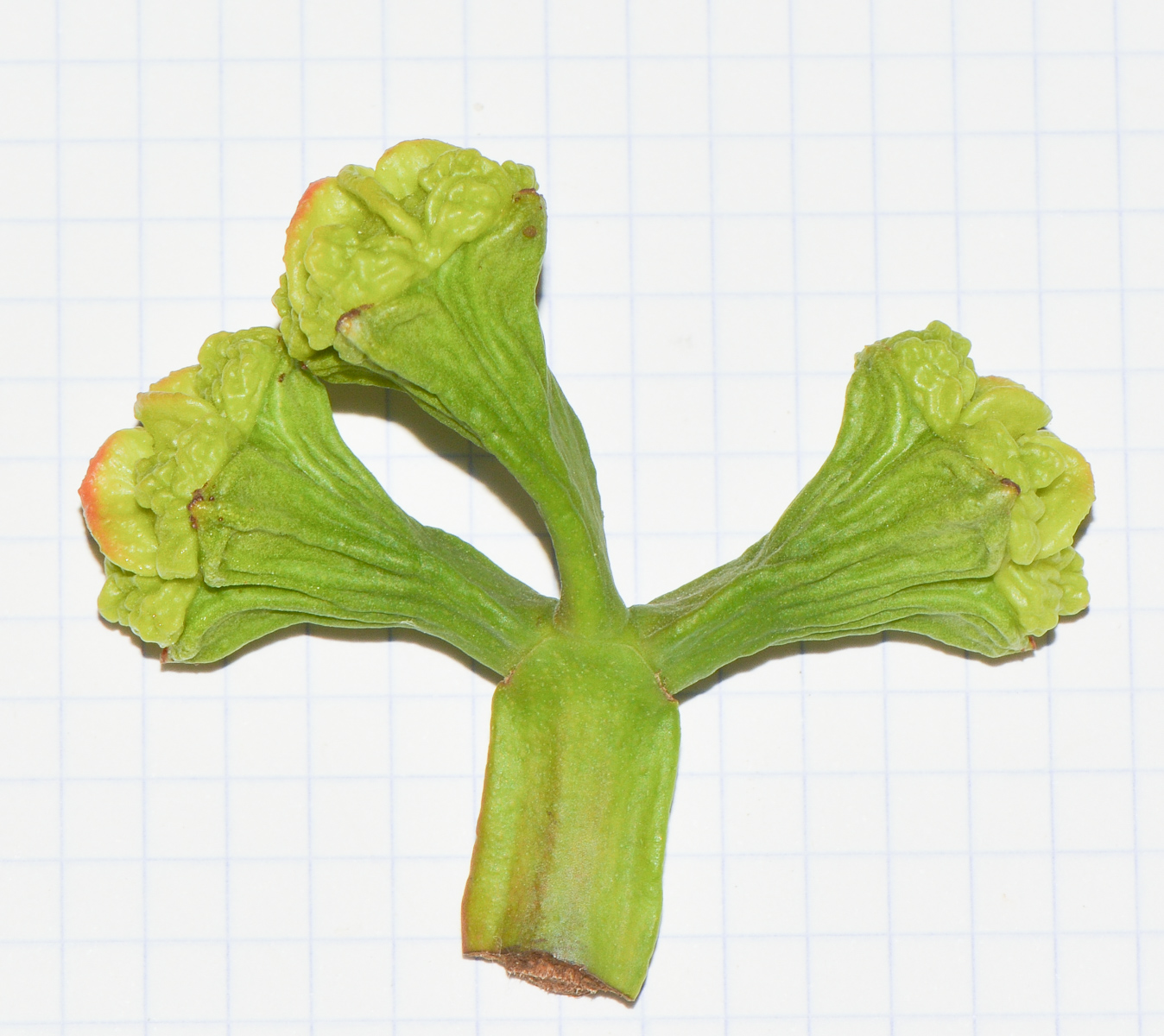 Image of Eucalyptus erythrocorys specimen.