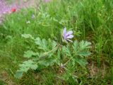 Erodium ciconium