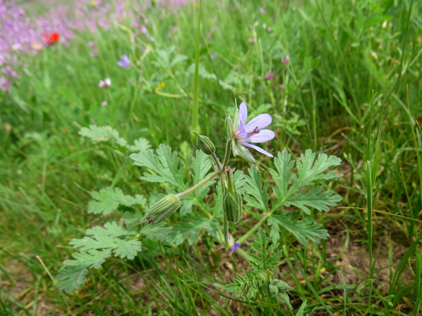 Изображение особи Erodium ciconium.