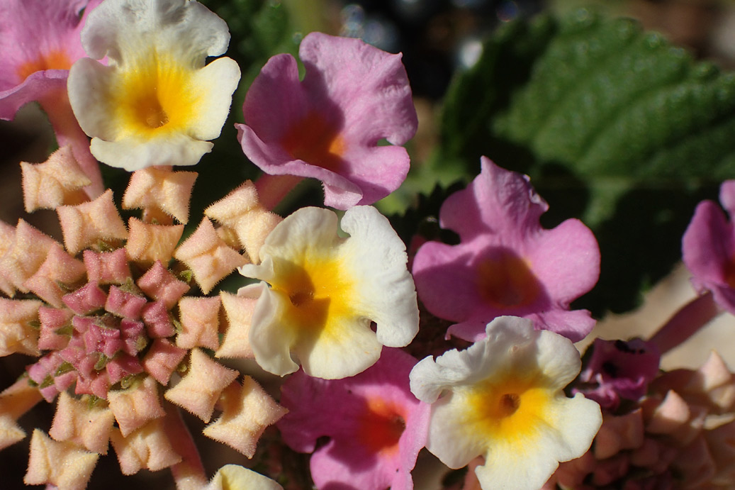 Image of Lantana camara specimen.