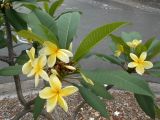 Plumeria rubra. Ветвь с соцветиями ('Bowen yellow'). Австралия, г. Брисбен, ботанический сад. 27.12.2017.