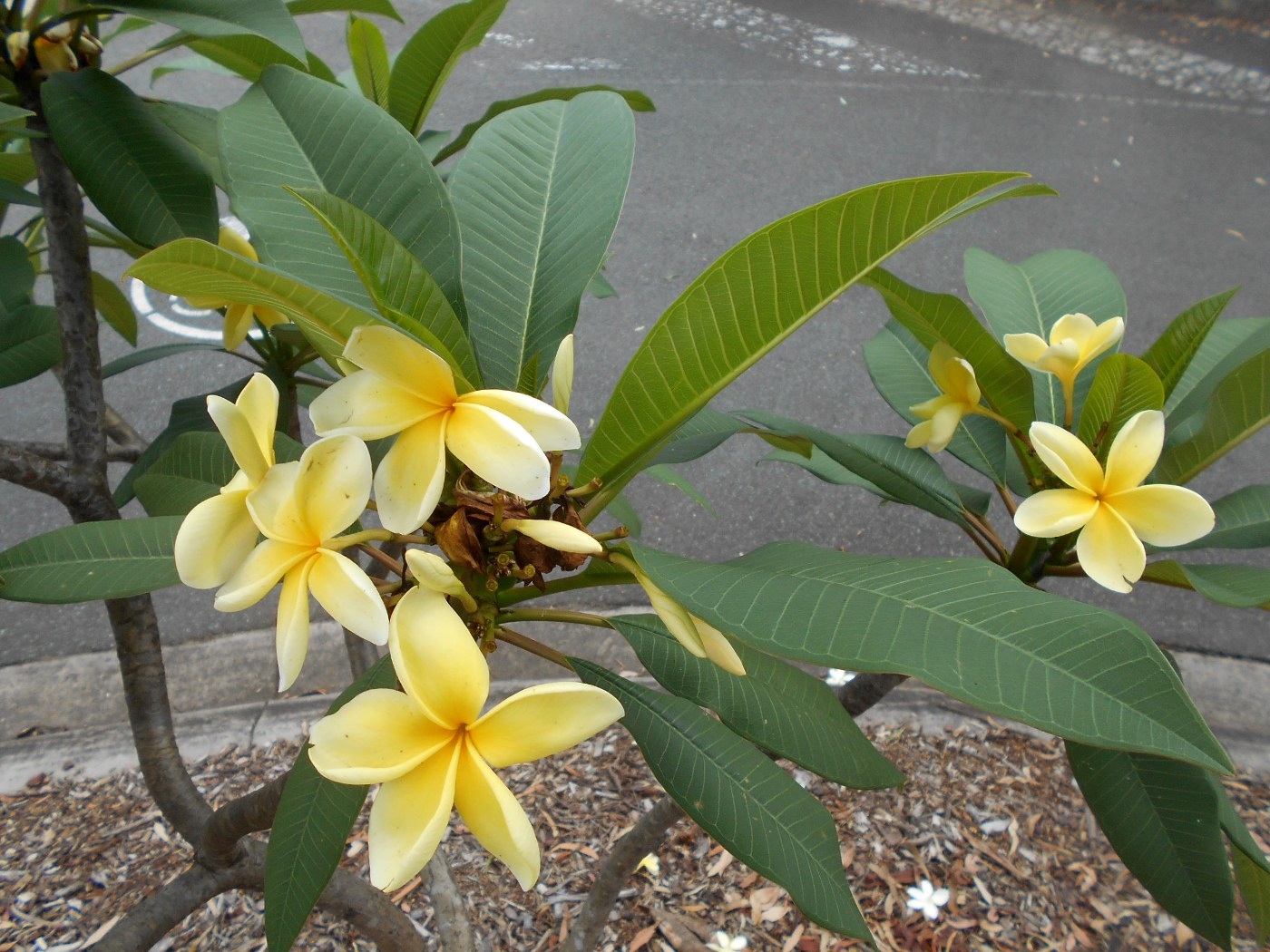 Изображение особи Plumeria rubra.