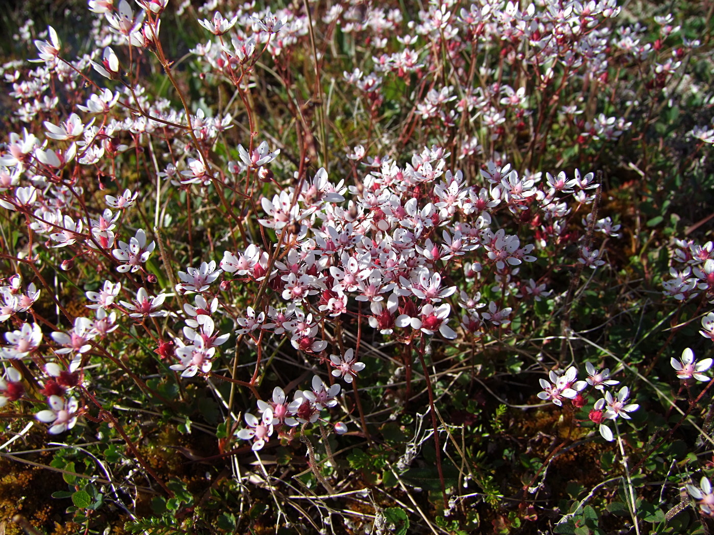 Изображение особи Micranthes nudicaulis.