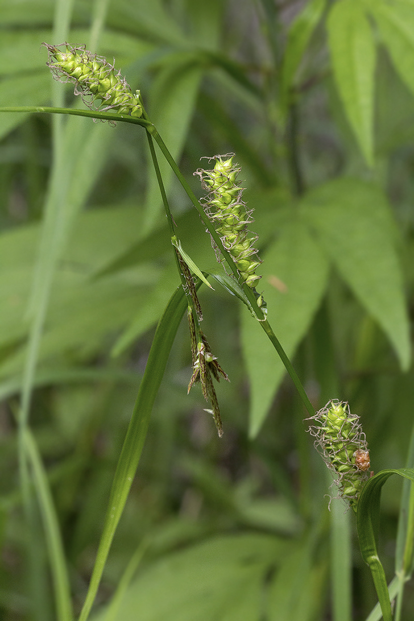 Image of Carex sordida specimen.