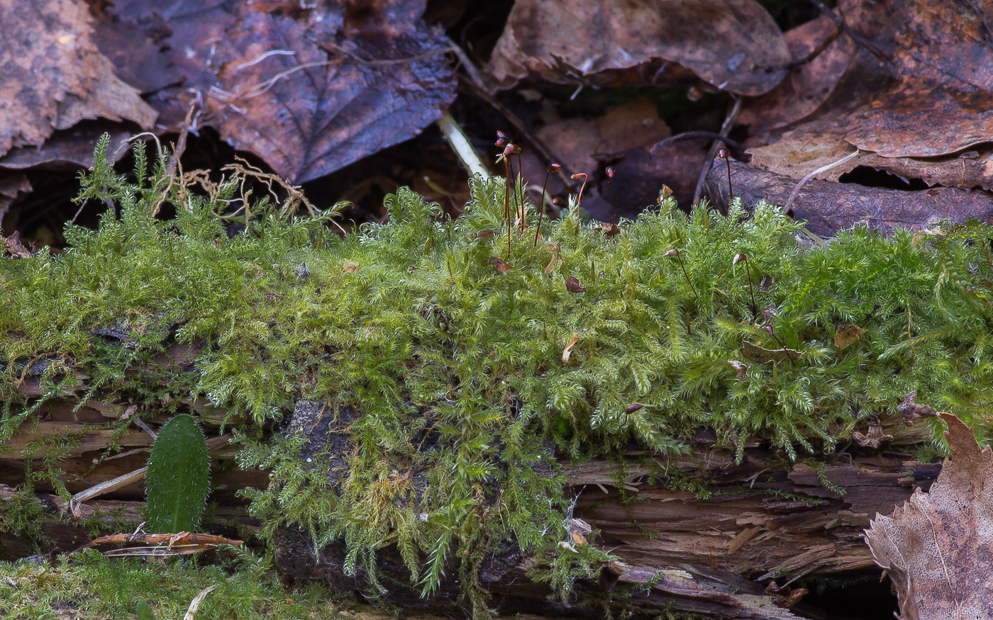 Image of class Bryopsida specimen.