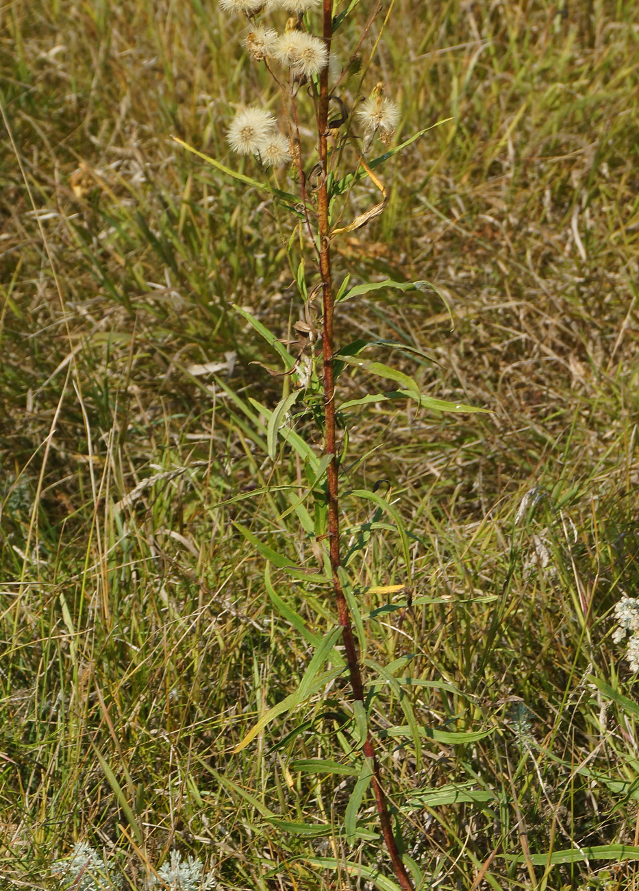 Изображение особи Hieracium umbellatum.