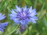 Centaurea cyanus