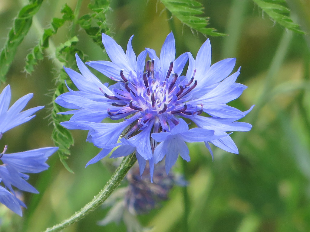 Изображение особи Centaurea cyanus.