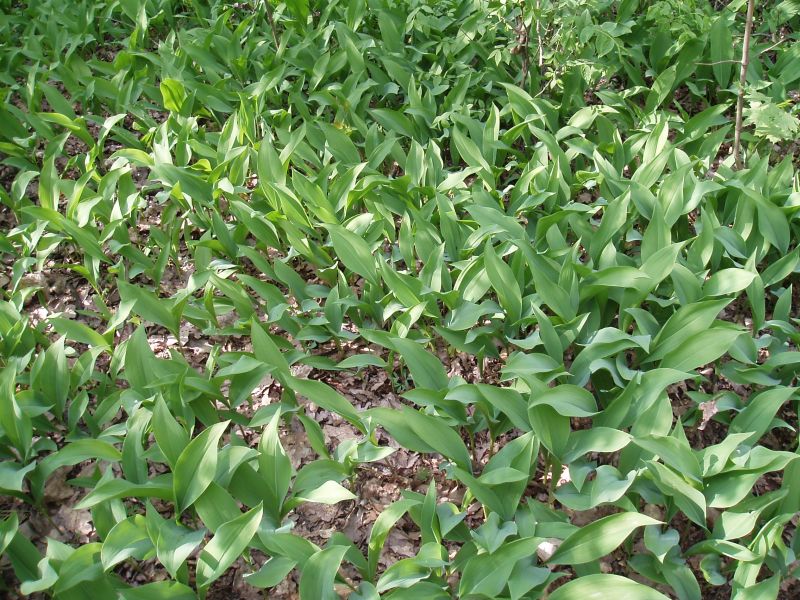 Image of Convallaria majalis specimen.