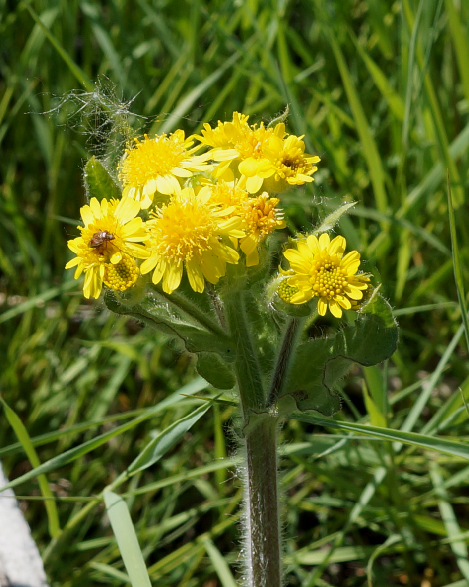 Image of Tephroseris palustris specimen.