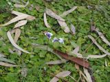 Viola hederacea. Цветущие растения. Израиль, Иерусалим, Гиват-Рам, Ботанический сад Иерусалимского Университета, участок растений Австралии, в культуре, видны опавшие листья эвкалипта. 23.01.2018.