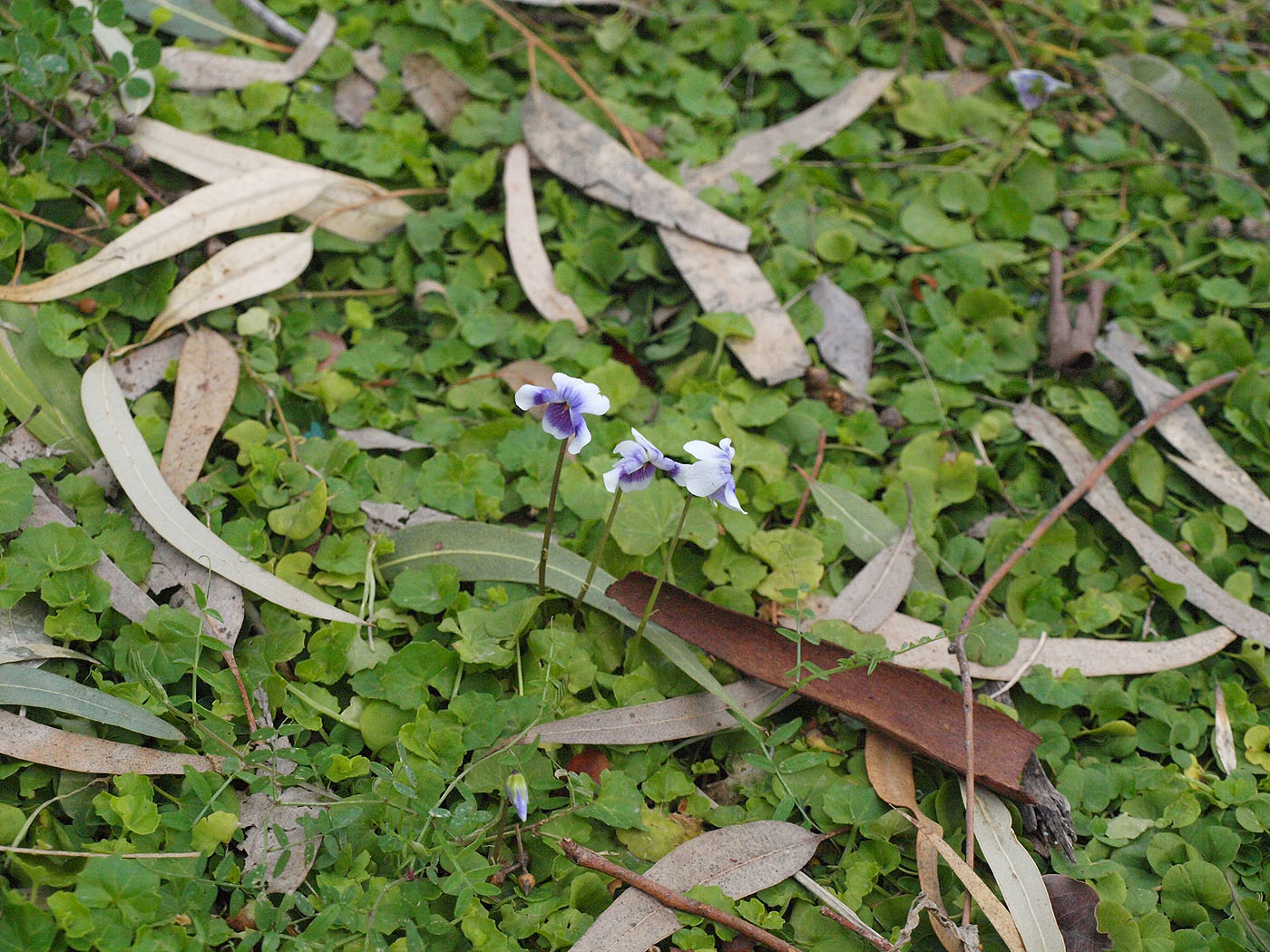 Image of Viola hederacea specimen.