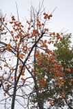 Diospyros kaki. Часть кроны плодоносящего дерева. Краснодарский край, г. Сочи, Лазаревский р-н, пос. Лоо, горный лес. 19.11.2017.