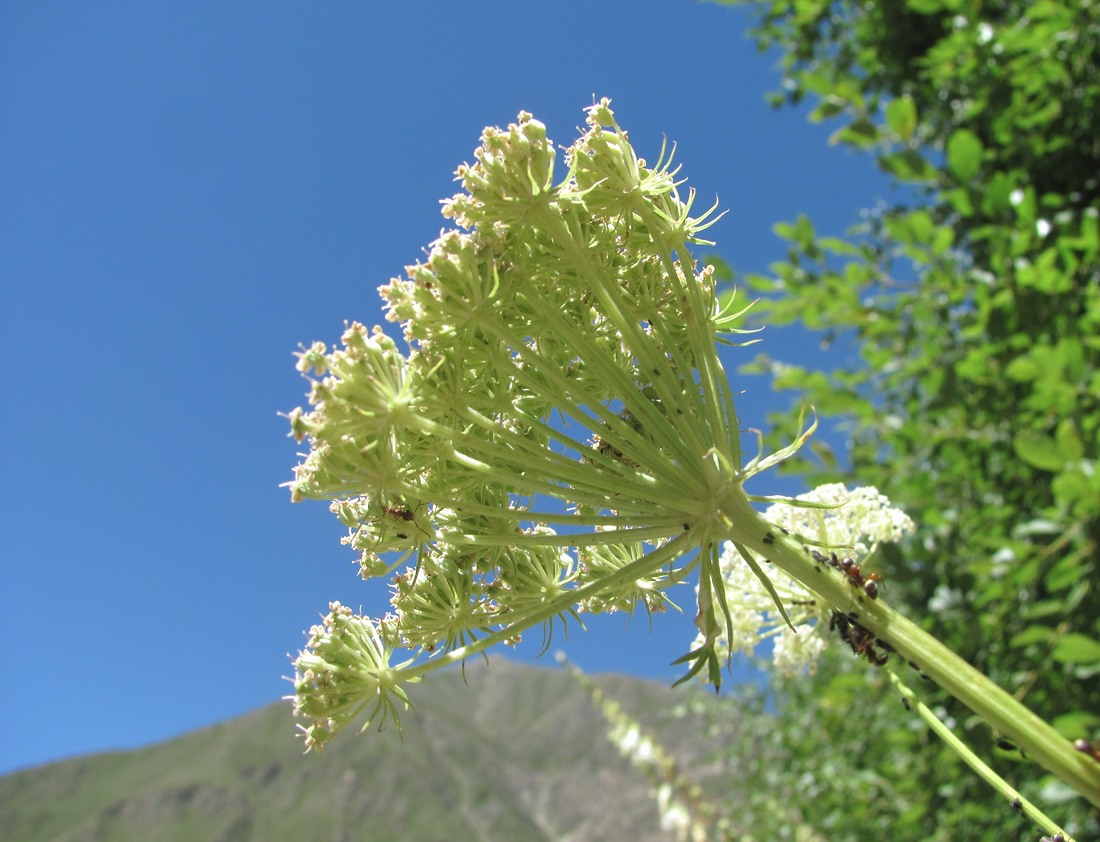 Image of Seseli libanotis specimen.