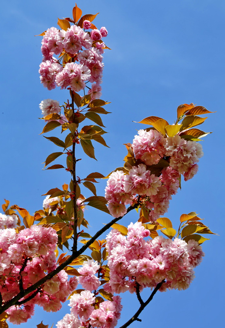 Изображение особи Prunus serrulata.