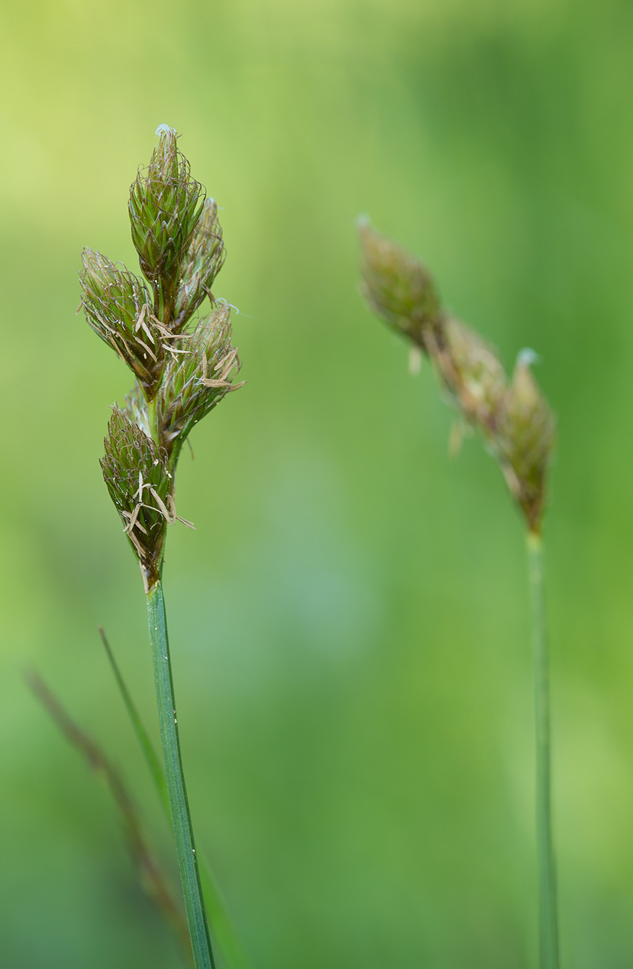 Image of Carex leporina specimen.