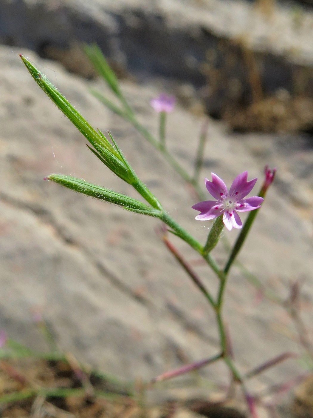 Image of Velezia rigida specimen.