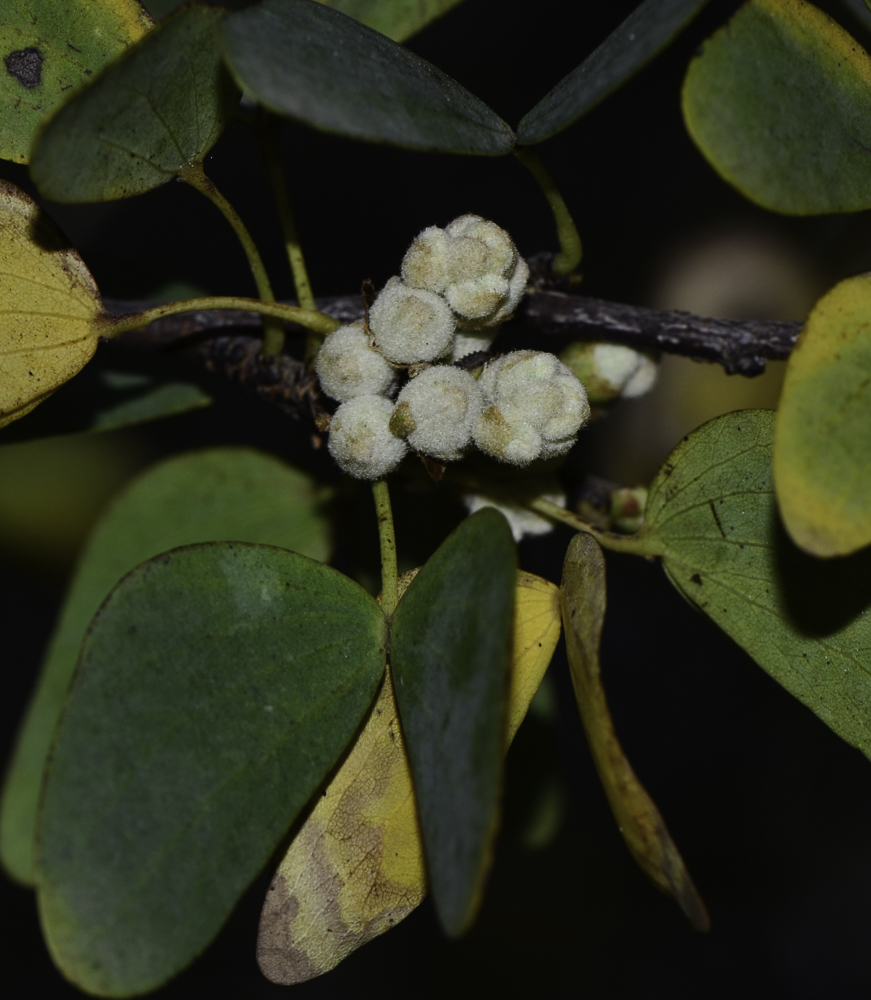 Изображение особи Lysiphyllum gilvum.