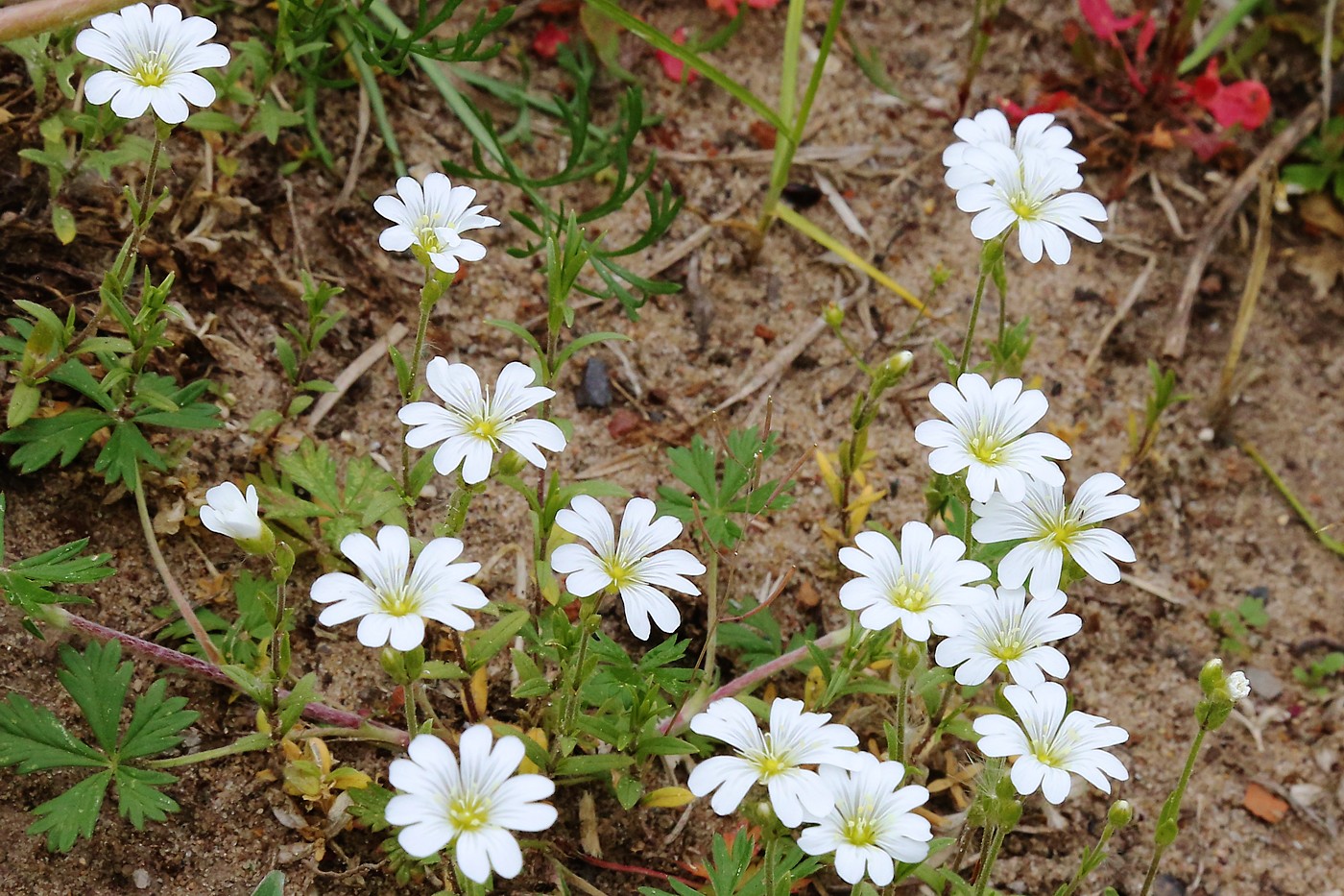 Image of Cerastium arvense specimen.