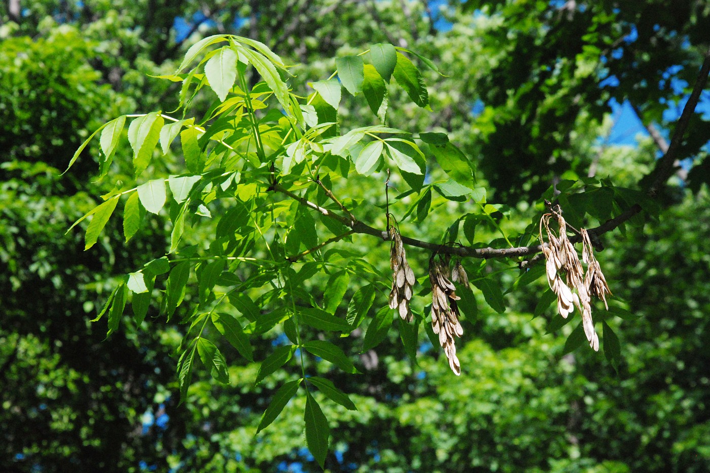 Изображение особи Fraxinus excelsior.