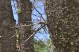 Gleditsia triacanthos