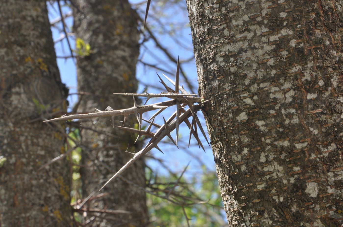 Image of Gleditsia triacanthos specimen.