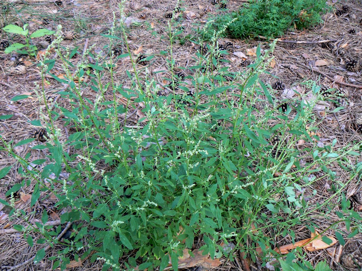 Изображение особи Chenopodium suecicum.