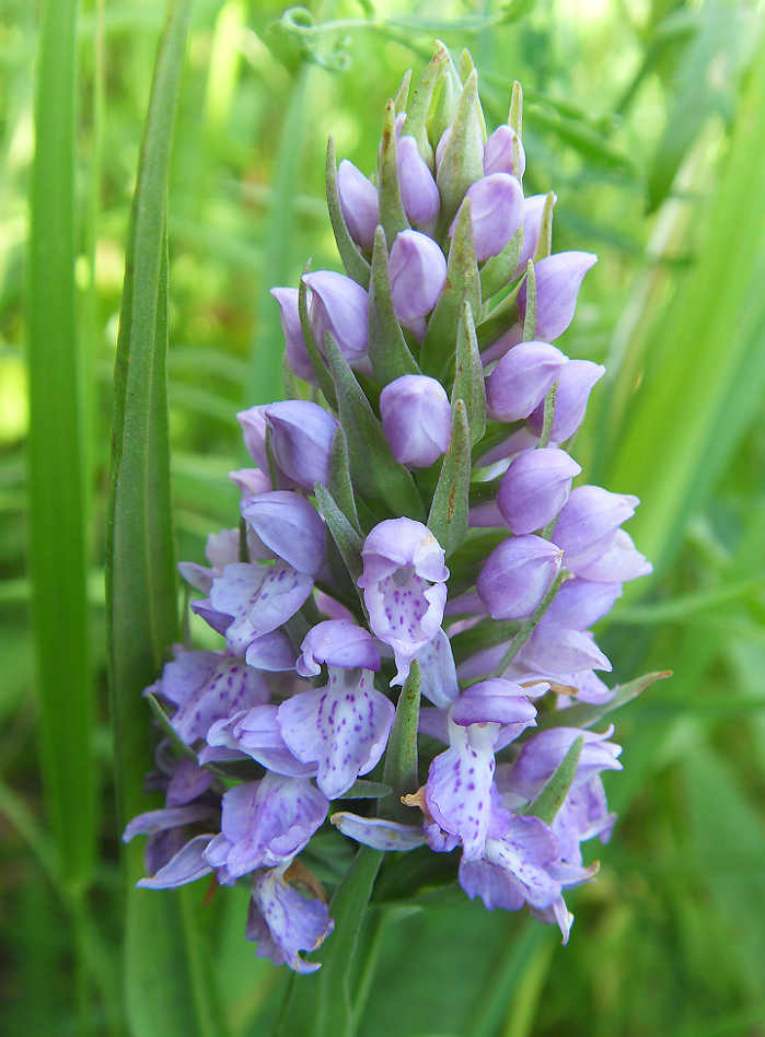 Image of Dactylorhiza baltica specimen.