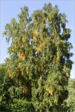 Betula papyrifera. Кроны взрослых деревьев с листвой, принимающей осеннюю окраску. Санкт-Петербург, Старый Петергоф, парк \"Сергиевка\", разнотравный скашиваемый луг. 17.09.2017.