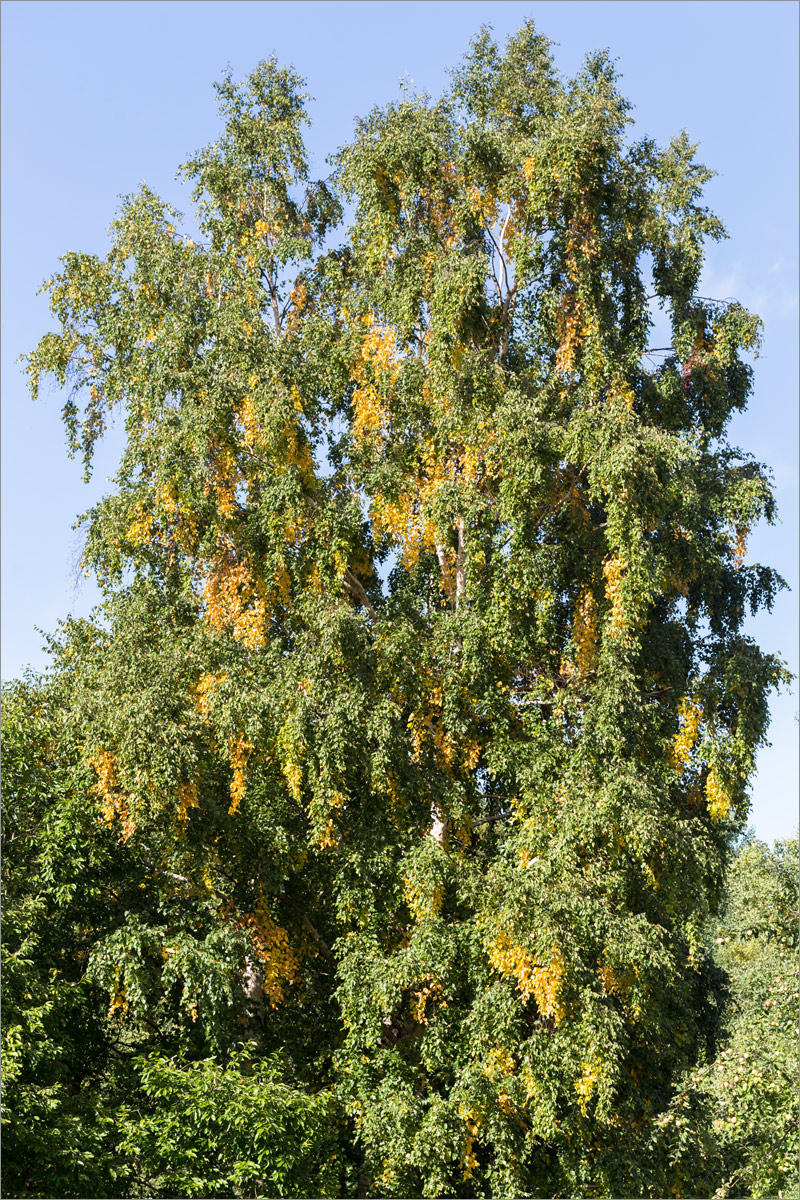 Изображение особи Betula papyrifera.