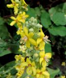 Verbascum olympicum. Средняя часть соцветия. Латвия, Рига, Ботанический сад Латвийского университета, историческая часть сада. 05.08.2016.