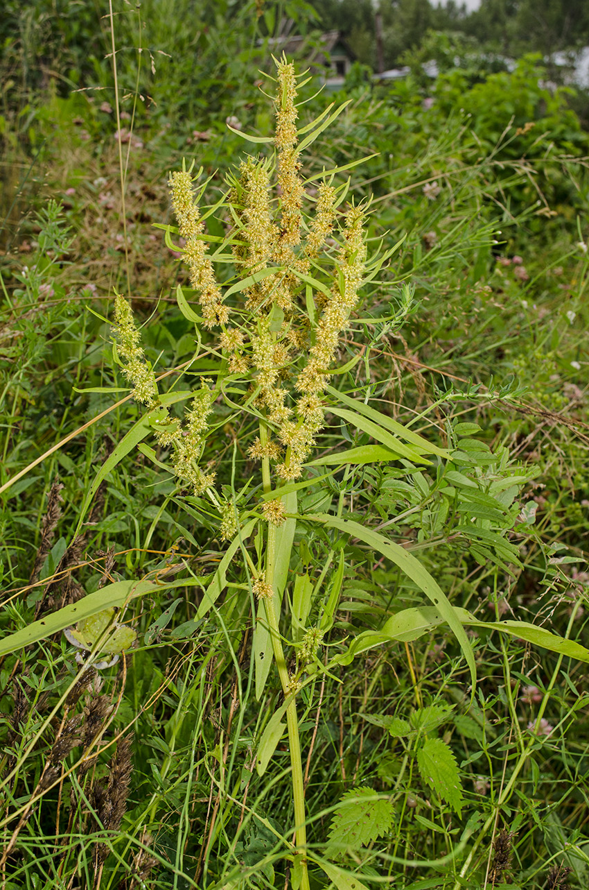 Изображение особи Rumex rossicus.