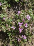 genus Thymus