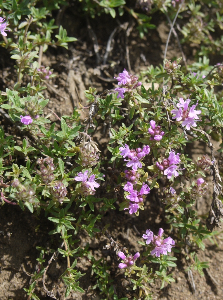 Изображение особи род Thymus.