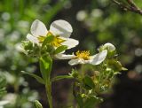 Dasiphora fruticosa. Верхушка побега с цветками и бутонами. Пермь, Свердловский р-н, в городском озеленении. 24 августа 2018 г.