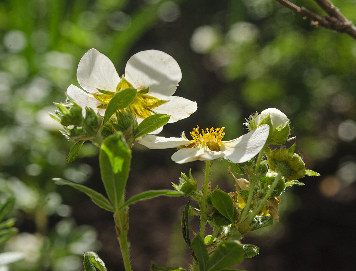 Image of Dasiphora fruticosa specimen.