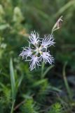Dianthus superbus. Цветок. Псковская обл., Псковский р-н, окр. погоста Выбуты, берег р. Великая, закустаренный сухой луг на известняке у бровки обрыва. 26.06.2018.