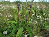 Gentiana macrophylla