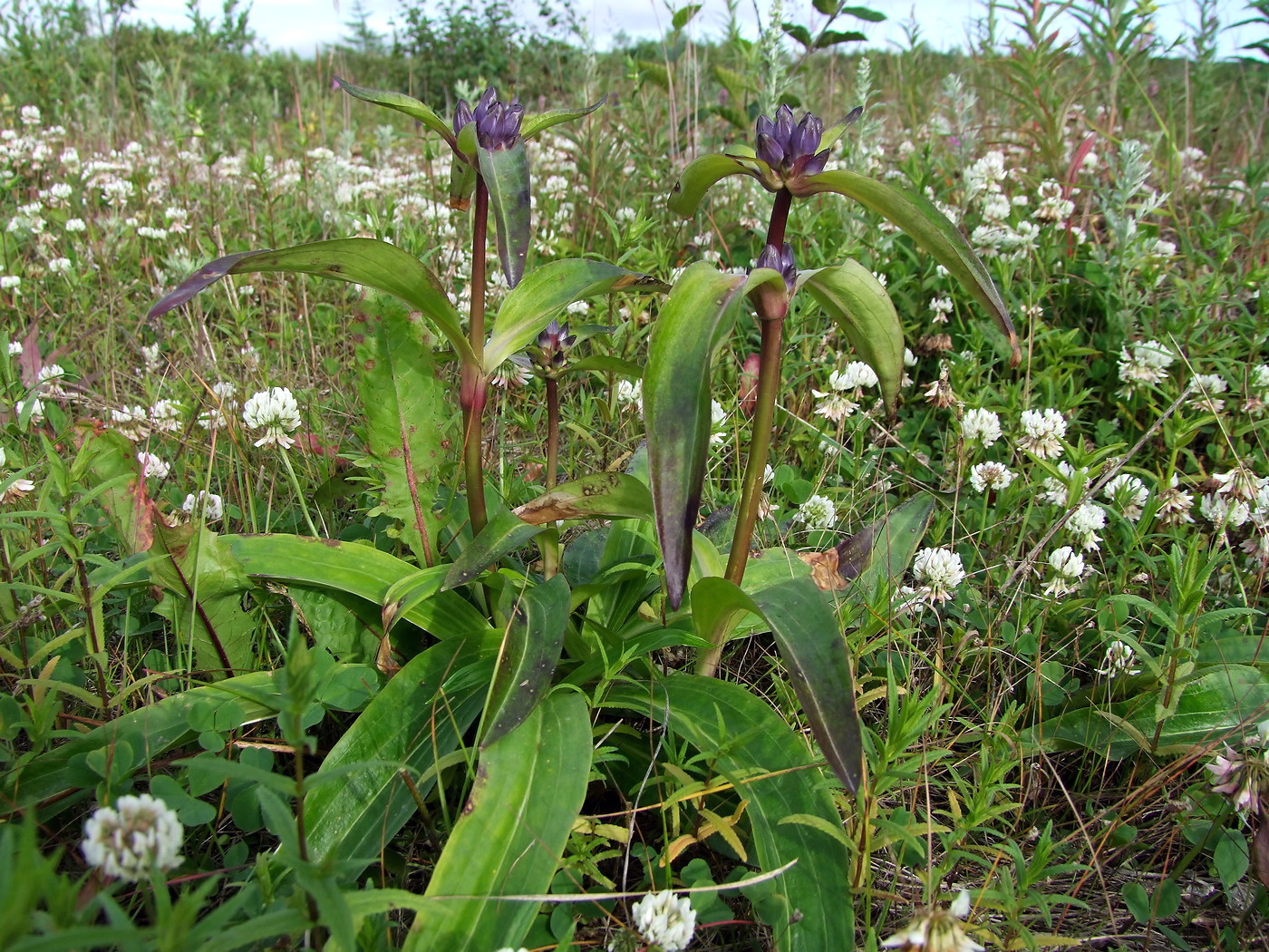 Изображение особи Gentiana macrophylla.