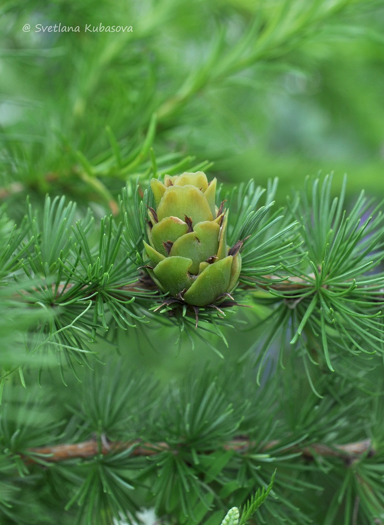Image of Larix kaempferi specimen.