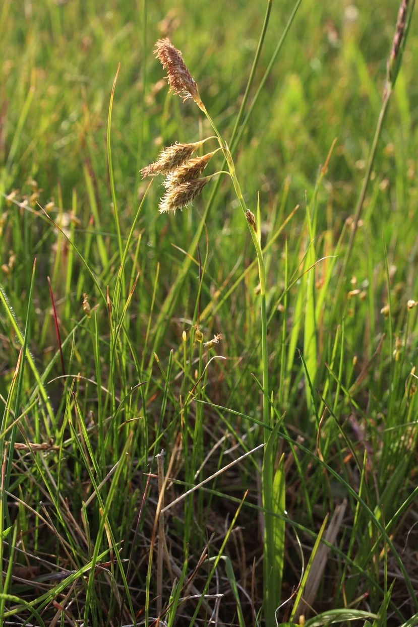 Изображение особи Carex coriophora.