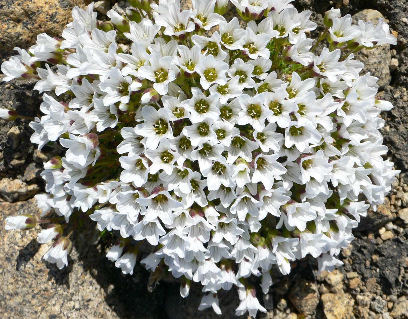 Image of Minuartia macrocarpa specimen.