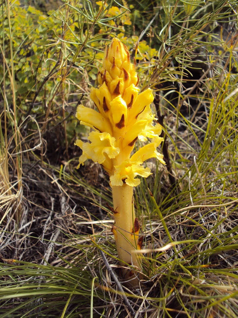 Изображение особи Orobanche lutea.