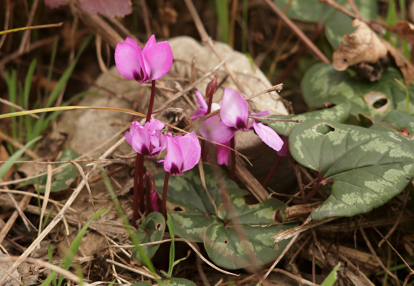 Image of Cyclamen coum specimen.