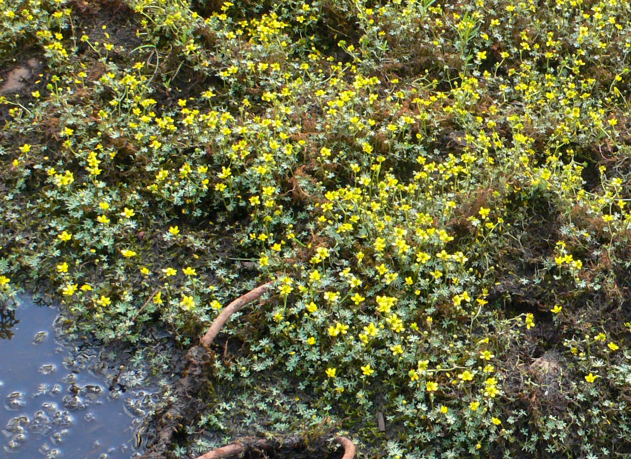 Image of Ranunculus gmelinii specimen.