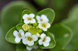 Taphrospermum altaicum