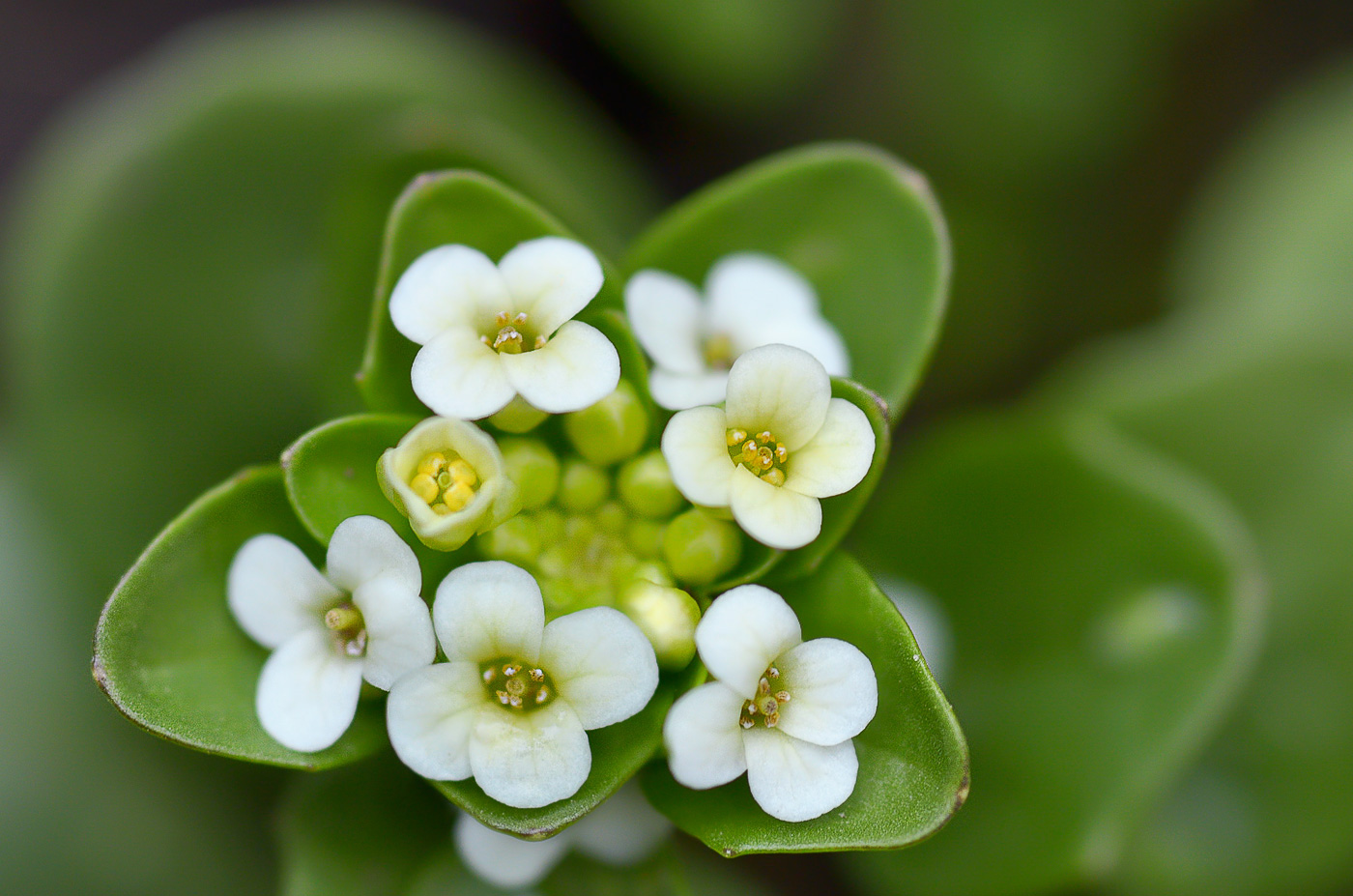 Image of Taphrospermum altaicum specimen.