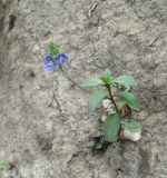 Veronica vendettadeae