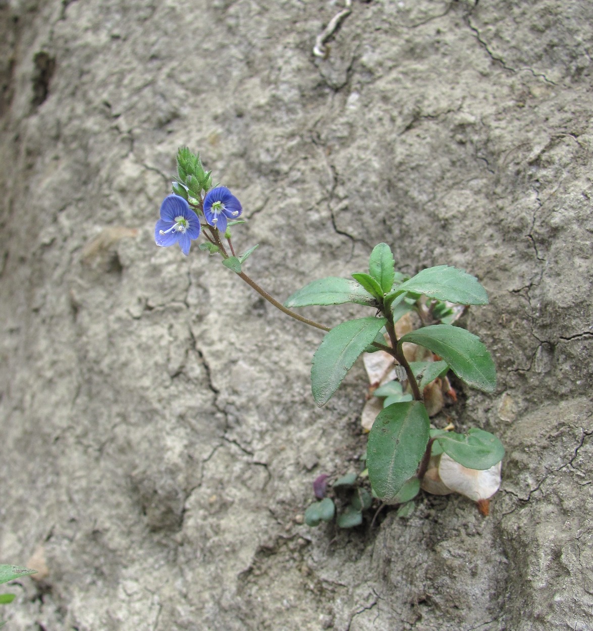 Image of Veronica vendettadeae specimen.