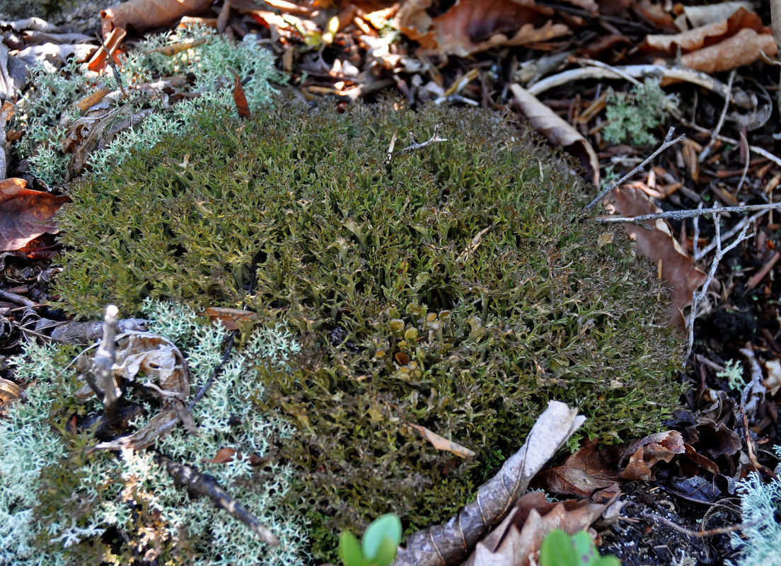 Image of division Ascomycota specimen.